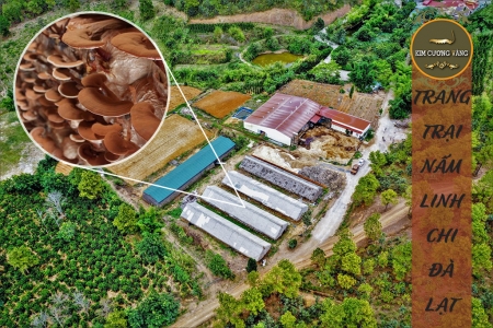 NẤM LINH CHI NON ĐÀ LẠT ( Loại nguyên tai)